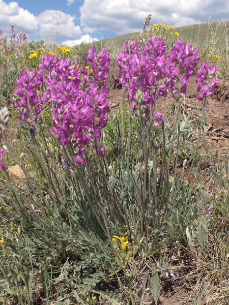 Locoweeds : Oxytropis